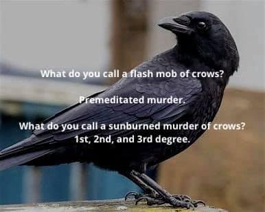 Crows