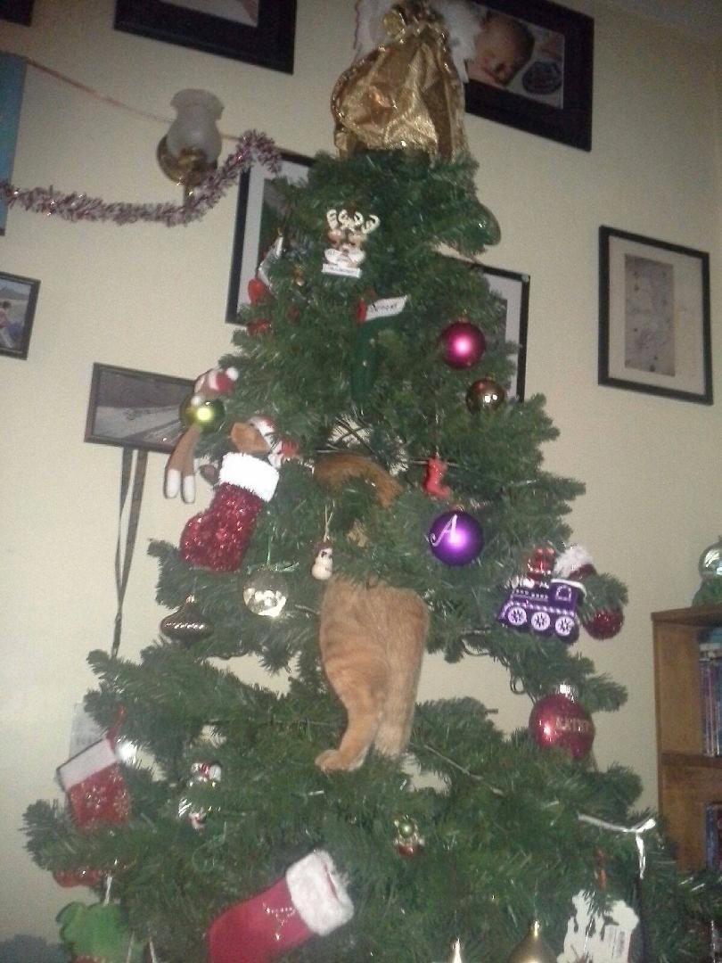 Margo Trueman My Daughter's cat. I think he stayed up in that tree until she took it down.