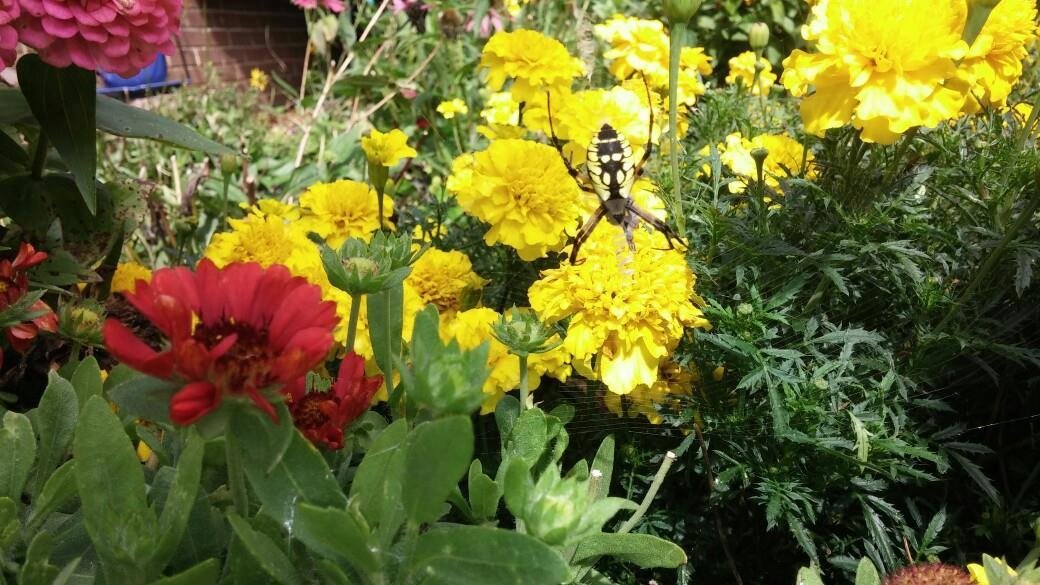 My best friend in my garden
