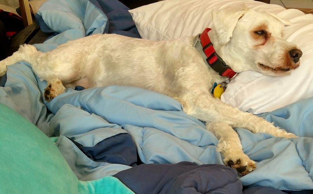 Okay, so I didn't make my bed. It's not my fault!