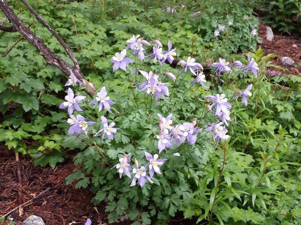 Colorado state flower...the Columbine. They were everywhere.