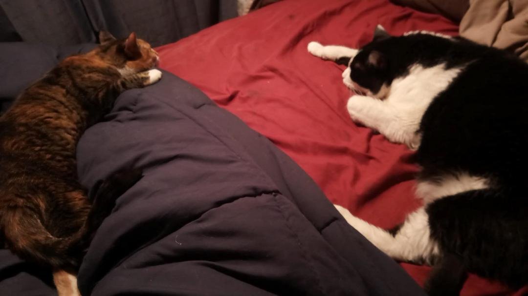 My babies soaking up the AC. My leg is asleep because Bella is sleeping on it....lol
