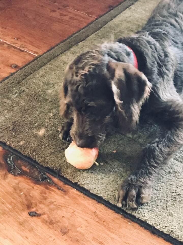 Riley with my afternoon snack.