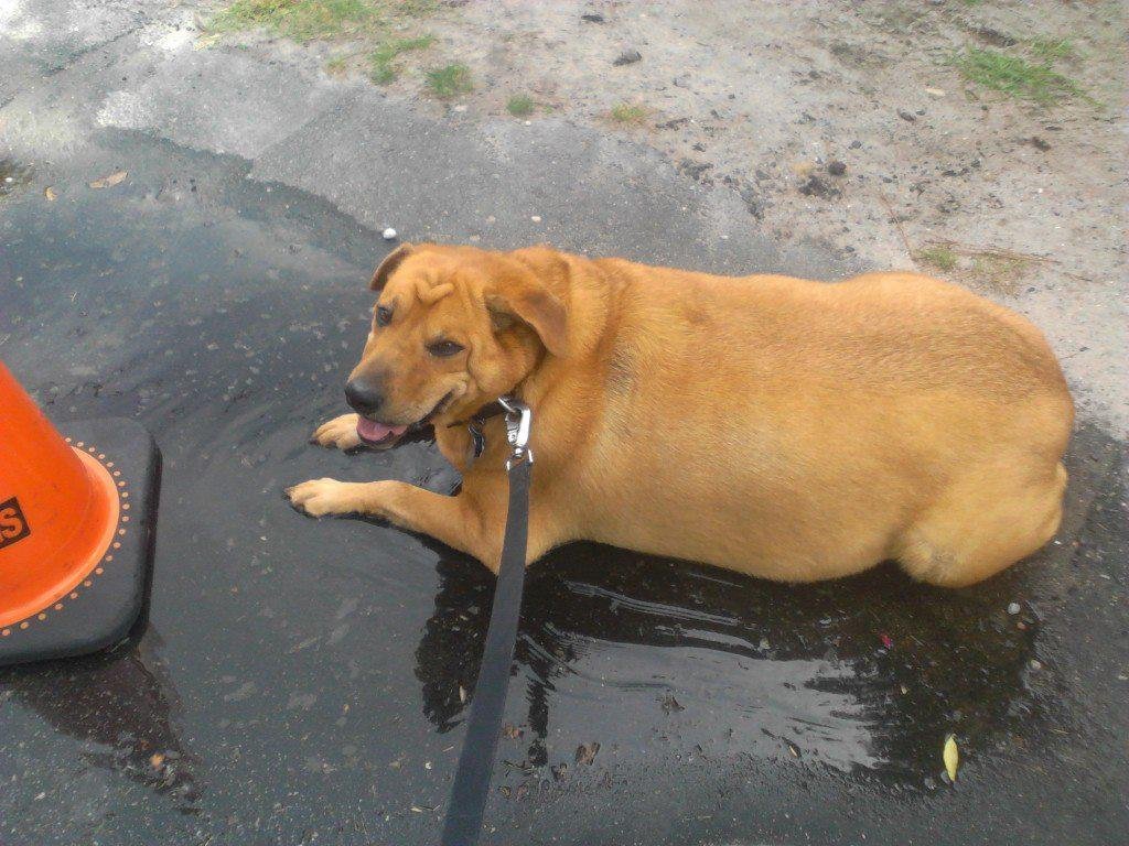Booboo decided he needed to cool off after our walk! Now he needs a bath again!