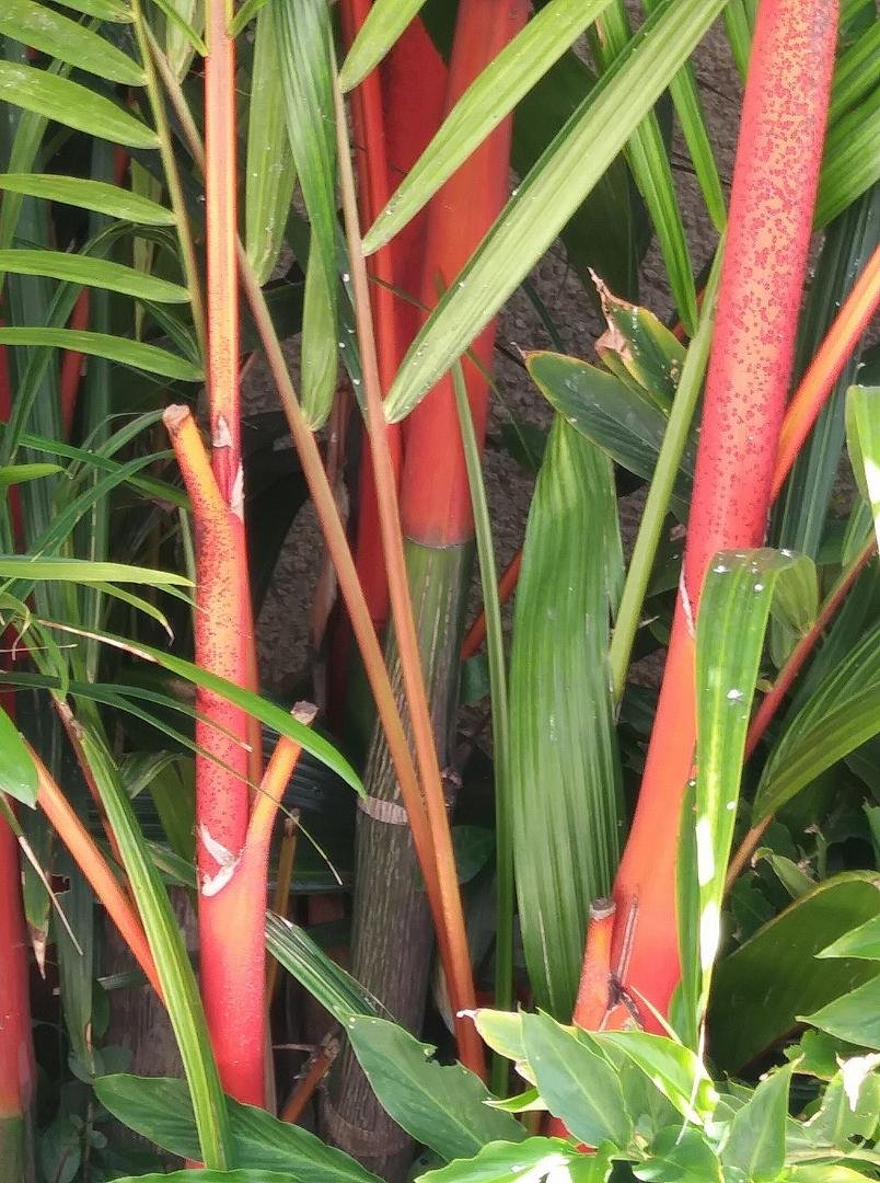 Sealing wax palm