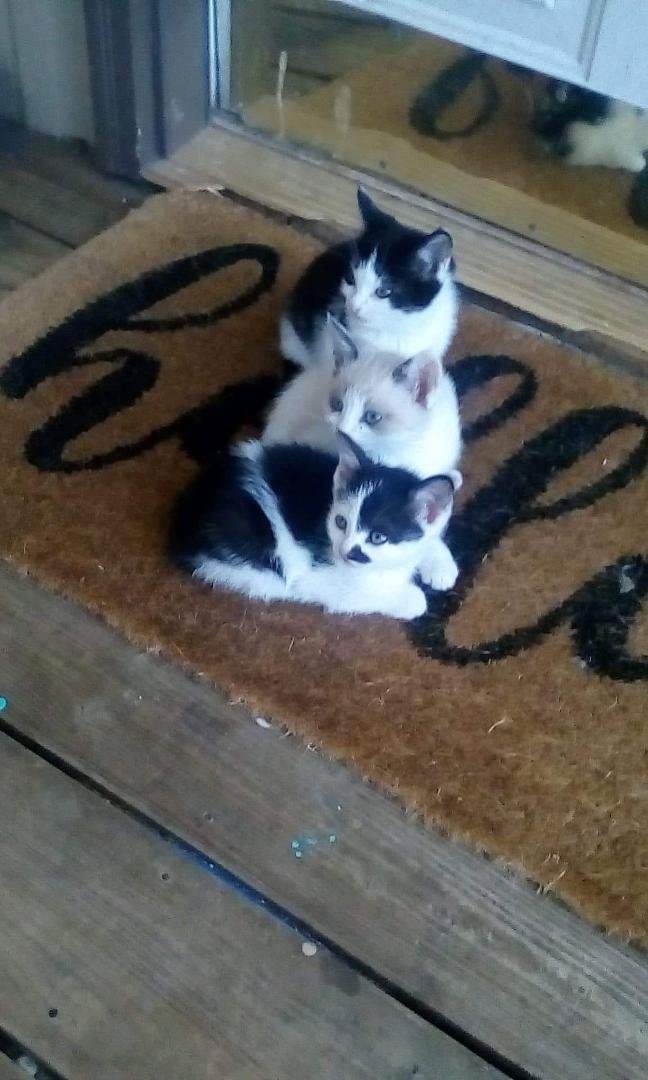 I have 3 kittens that need a home! 2 girls and 1 boy?