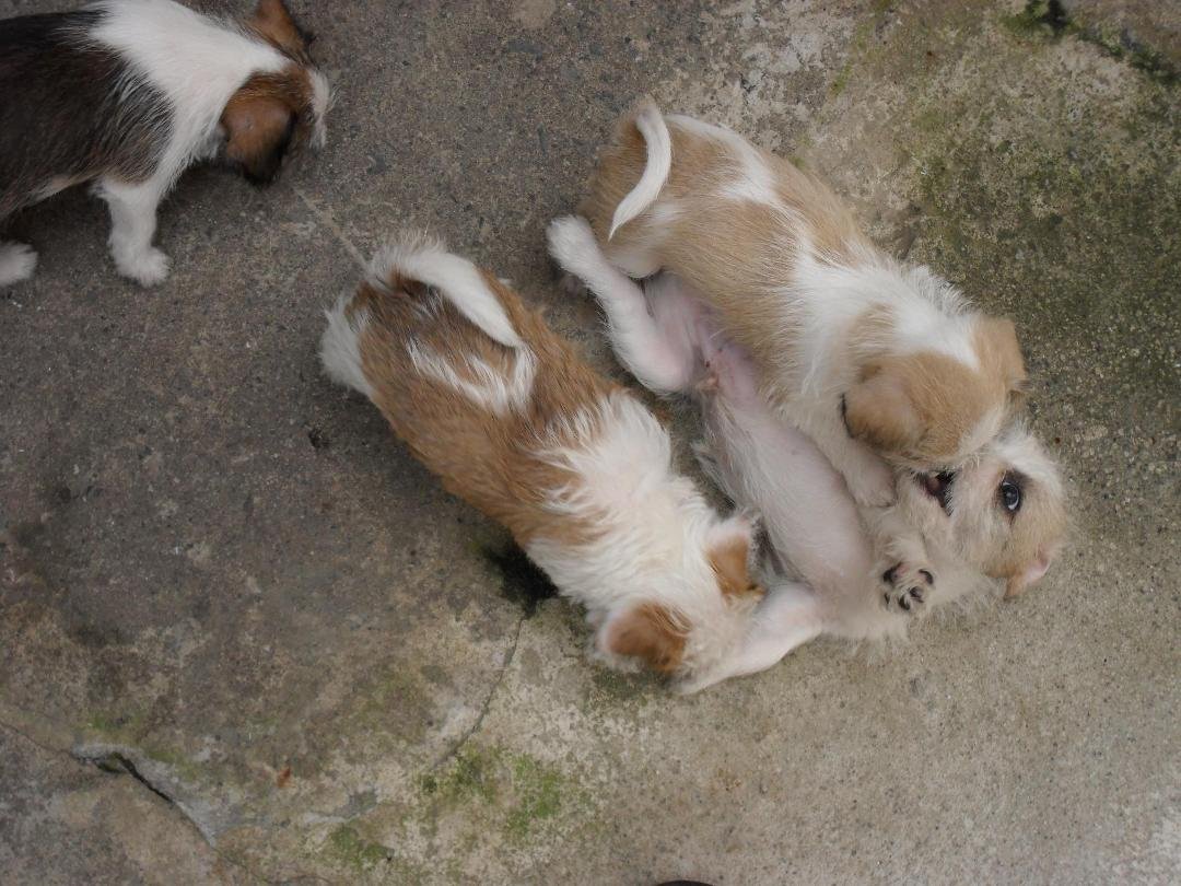 The three big brown boys of Ivan and Blossom (Harris, Houston, and Hermes)play with each other while Herman the only black-spotted doggie looks on.