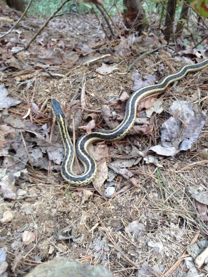 On Panther Falls Creek Falls Trail today, so were some of our friendly all neck friends!