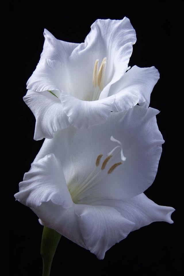 Good Morning all this Soul Stirring Sunday!  And this is my prayer: that your love may abound more and more in knowledge and depth of insight, so that you may be able to discern what is best and may be pure and blameless fo