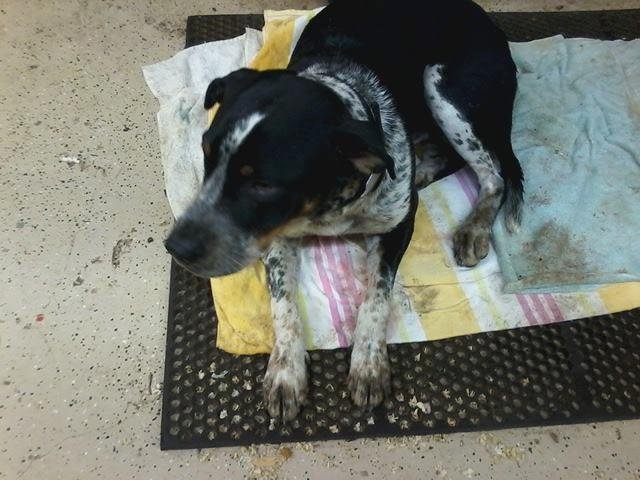 This handsome and sweet fellow was chased into the pond by a pack of large dogs. When we pulled him we found quite a few bite wounds on his rear hips, legs, and some on his sides. Please post this - someone in the Beaverdam