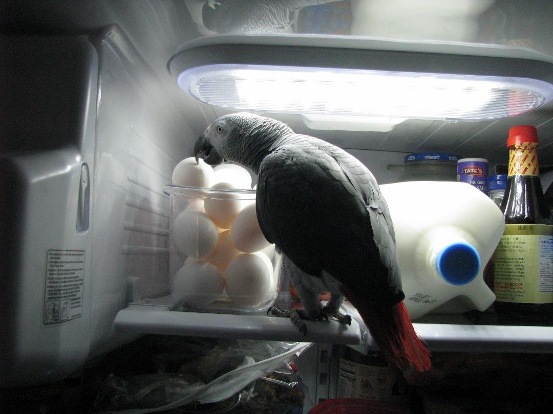 which came first, the bird or egg