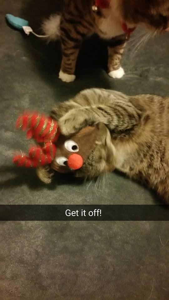 Graycie doesn't like her Christmas hat!