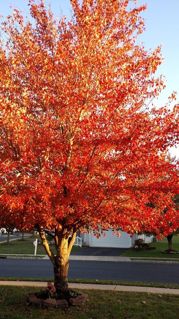 Autumn in Barnegat