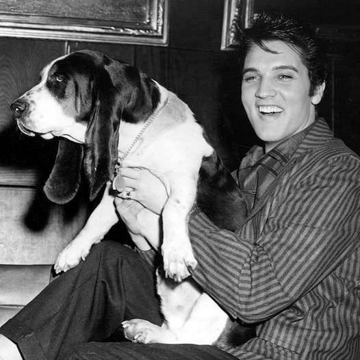 Who knew? #ElvisPresley may be remembered as a rocker with a penchant for Baptist hymnals, but the King also had major #JewishLineage.
According to a biography, �Elvis and Gladys,� the Memphis musician was Jewish through ma