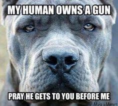 My Dogs asked me to post this for them!