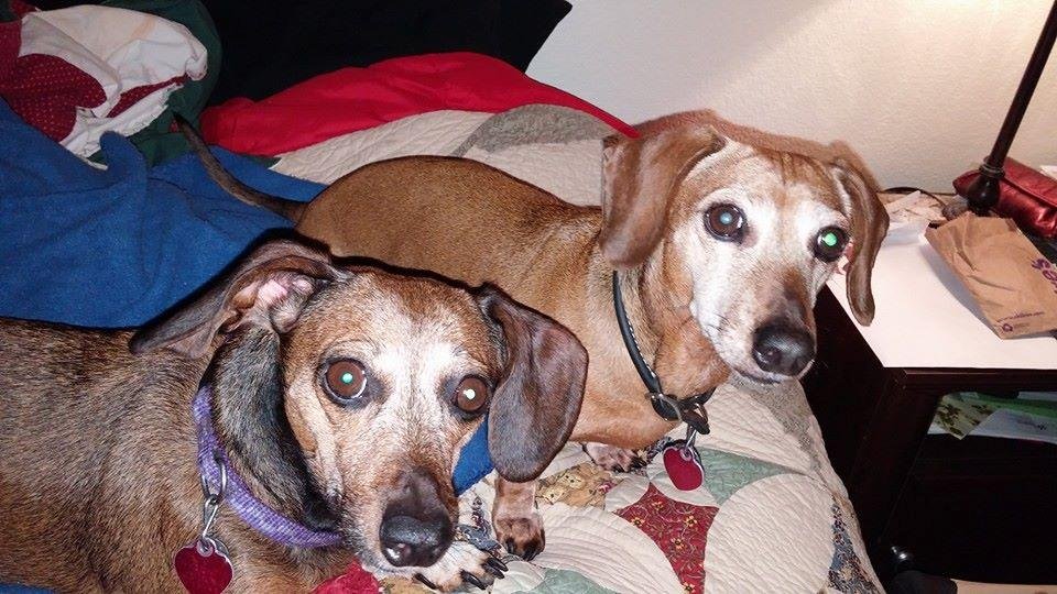 My babies are with me again. :) I have missed them. They always make me smile, they are always happy to see me and they love unconditionally.