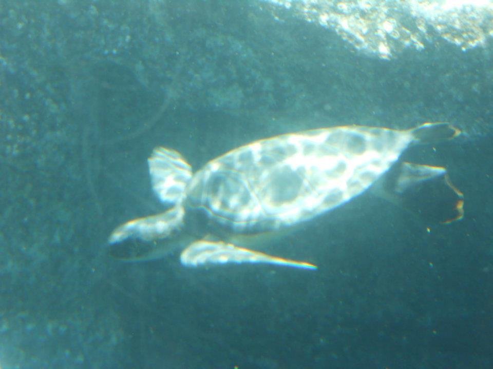 V. Alan Johnson's album, Maui Ocean Center Aquarium