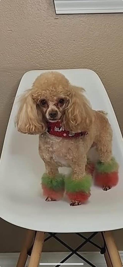 The Doggie Road is Just the best . If you need a Groomer that takes pride in her pups, You will not be disappointed 💯%
satisfied 😀