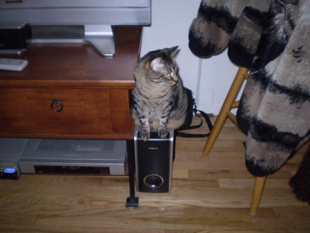 Guarding the speaker