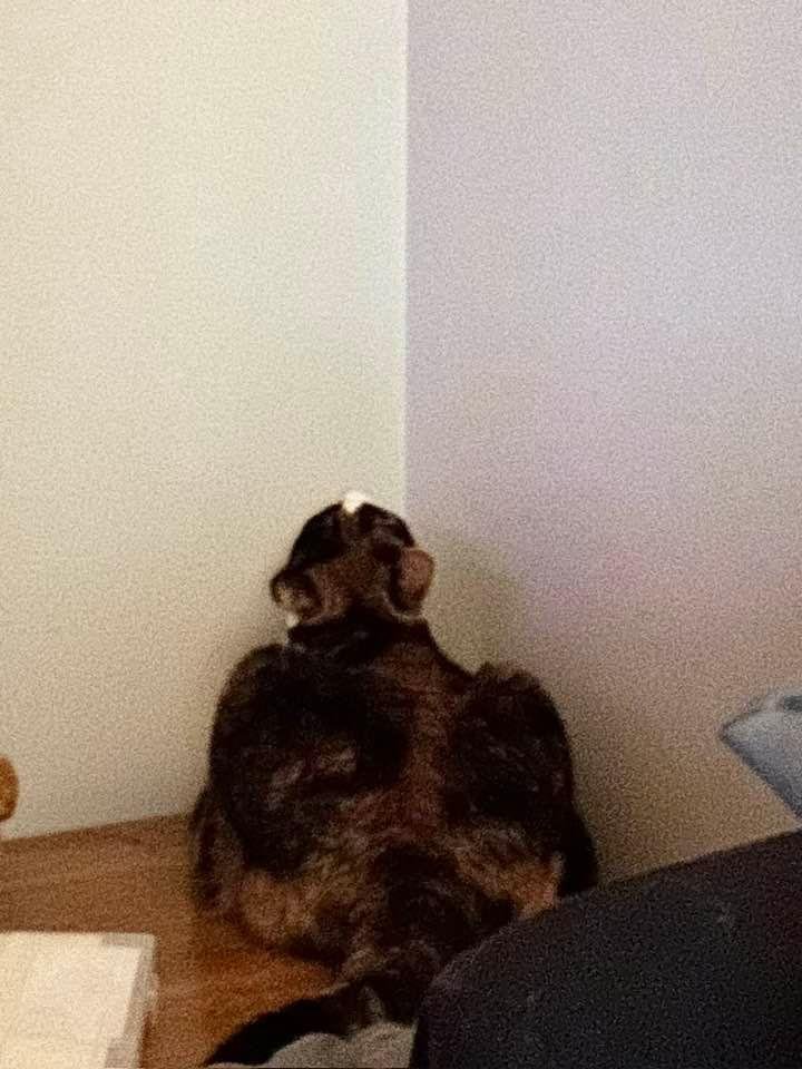 My cat talking to someone or something in the corner.