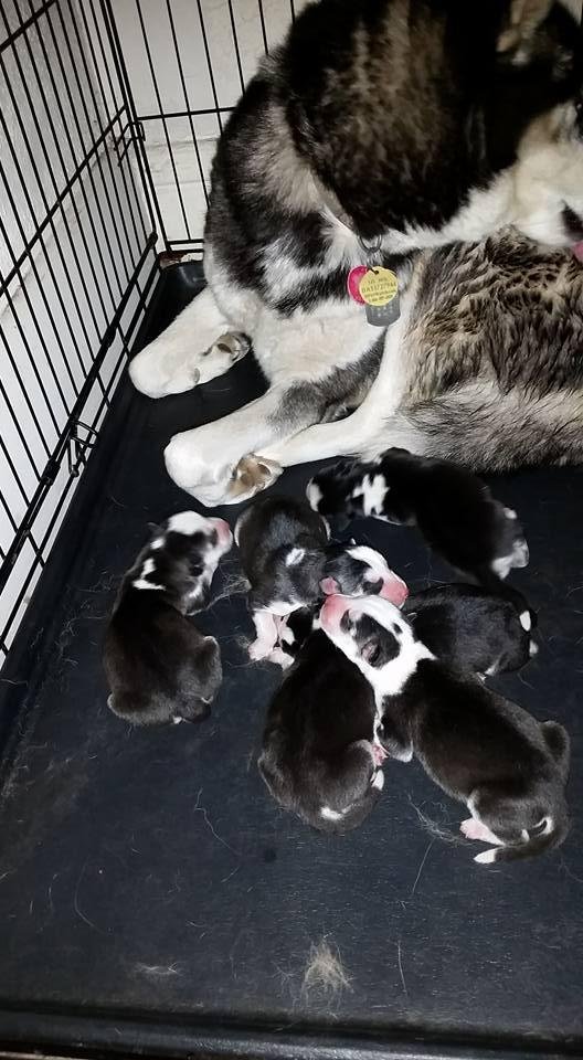 We had 6 puppies last night