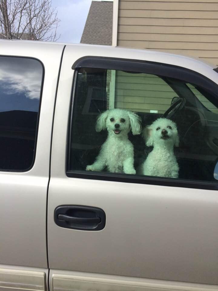 Lula & Lacy a bit impatient for the ride back home.