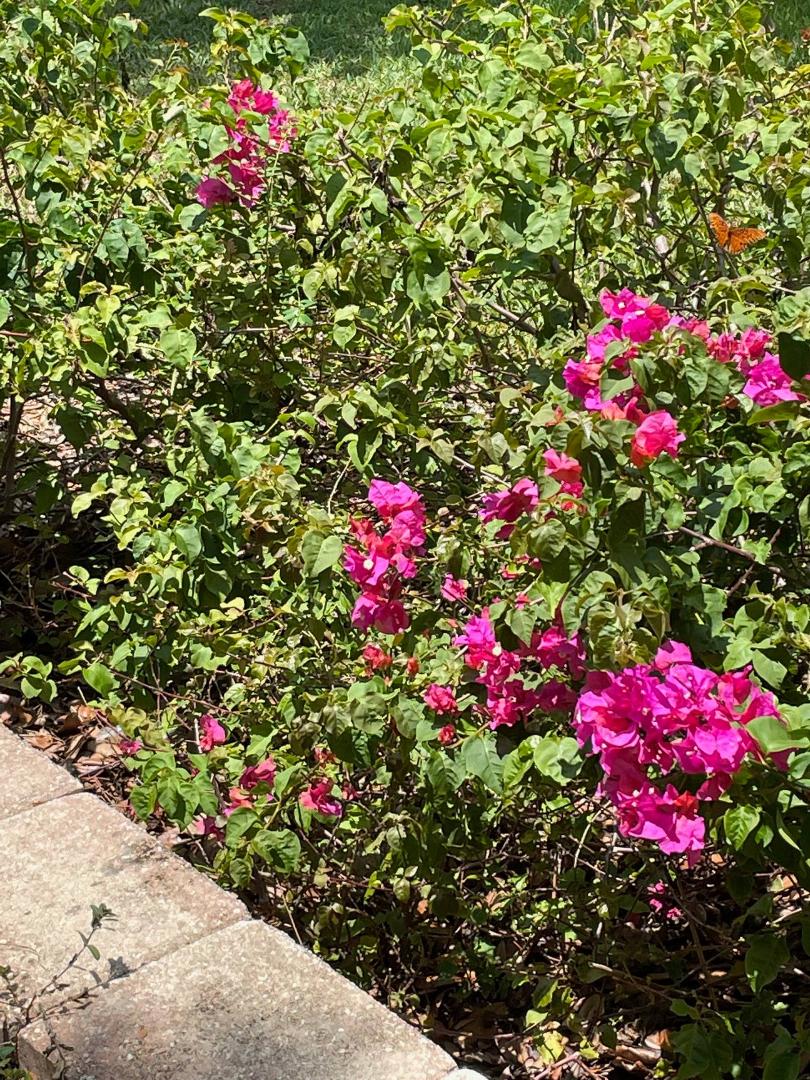The Bougainvillea and Butterflies are in bloom!