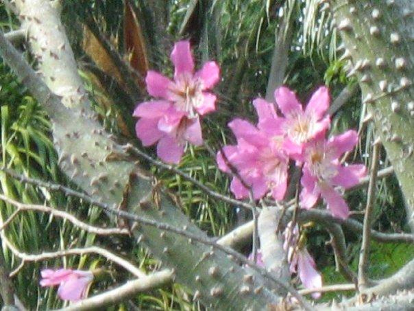 Part of the flower bed