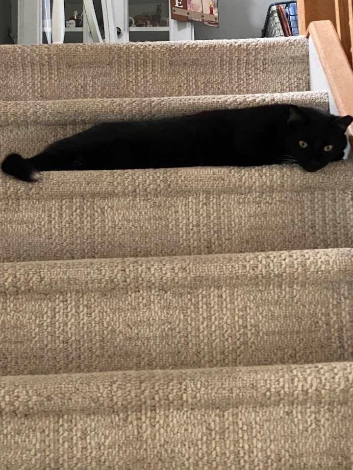 Hank looks pretty comfy if you ask me. 😻❤️
