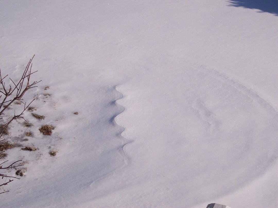 Snow snake!