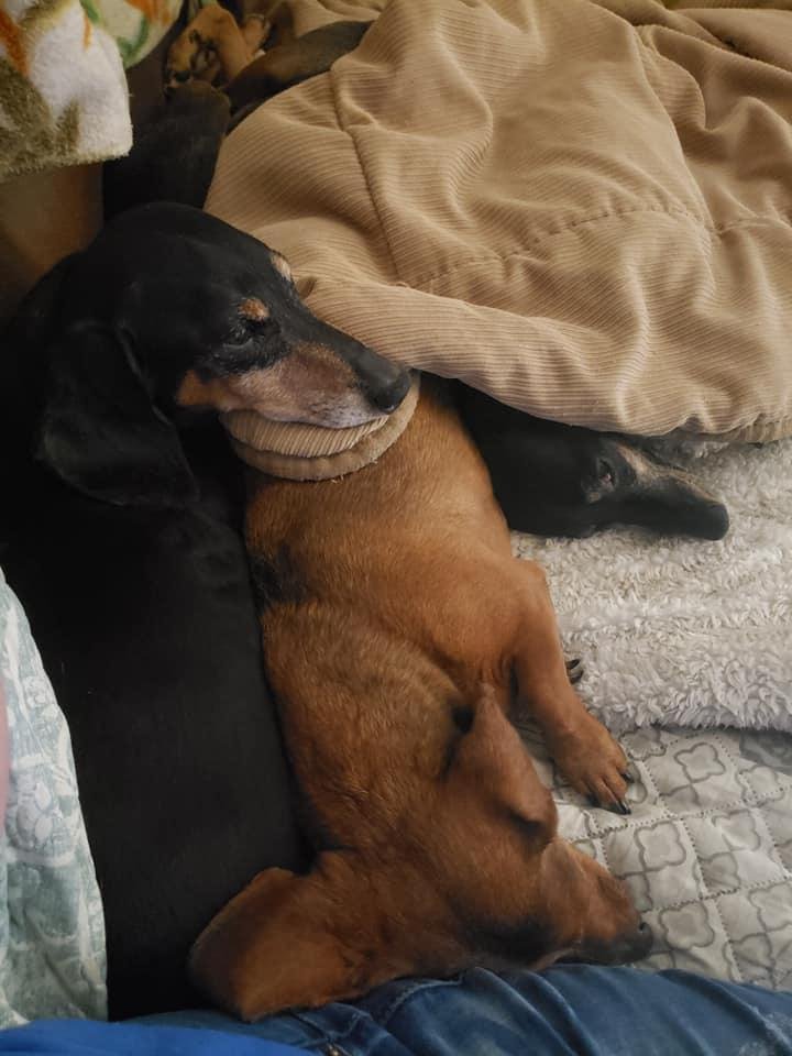 Beau, Bailey and Cinder with her little head sticking out..