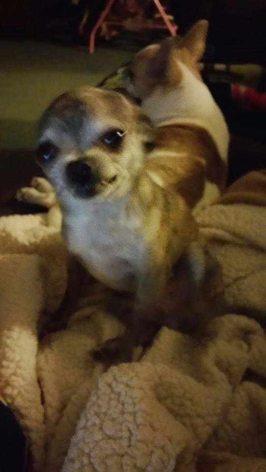 Callie loves her mommy so much she smiles