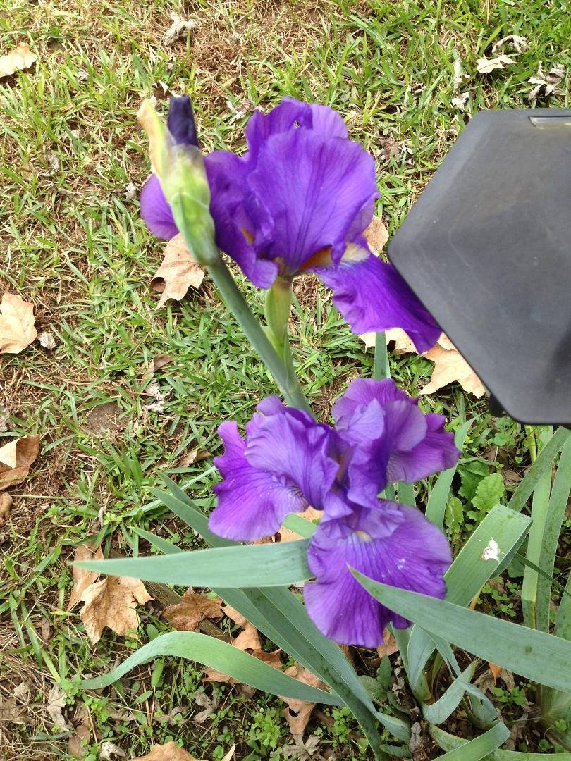 2 more and another one about to bloom!