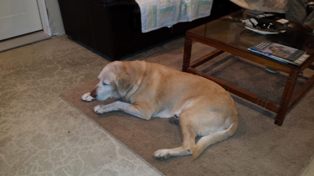 Happy 11th Birthday
To
FINN
🎂🎂🎂🎂🎂