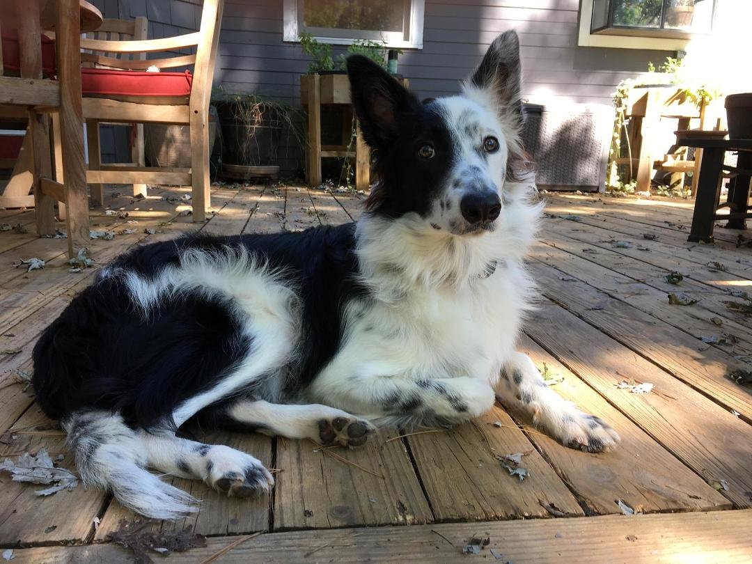 Rosie @ 9 months