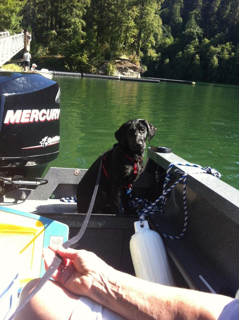 Our water dog, Yogi