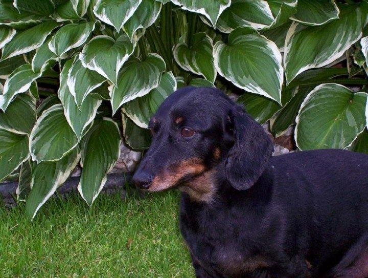 RUSTY NEW DOG IN HEAVEN 12/23/09