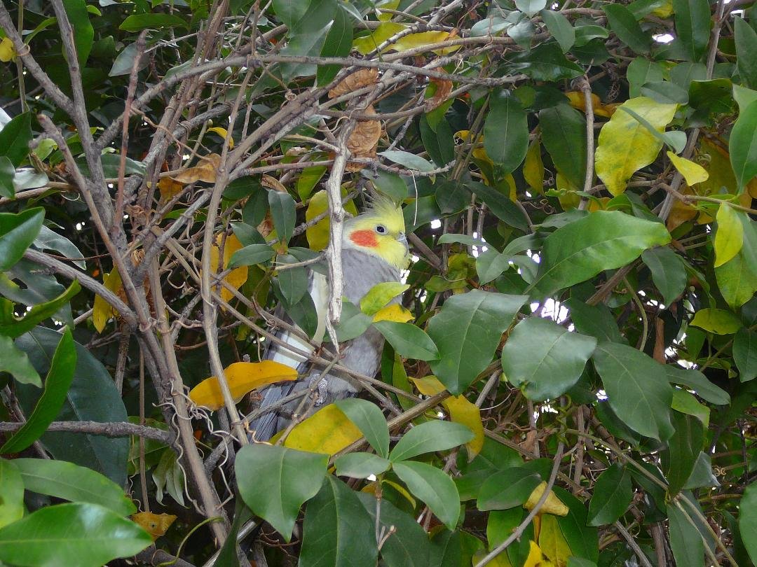 Spike landed in a tree on 1/16/12 and has not left....