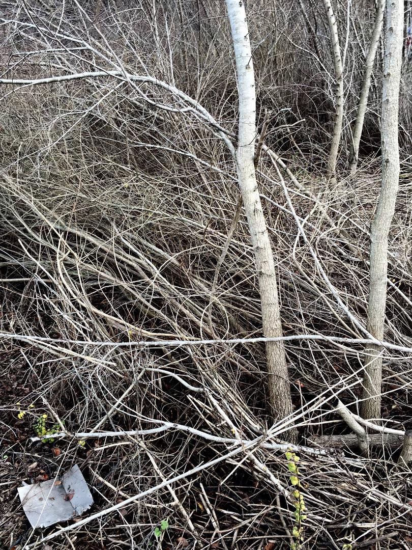 Bramble along the creek at Mt. Tamalpais Valley.