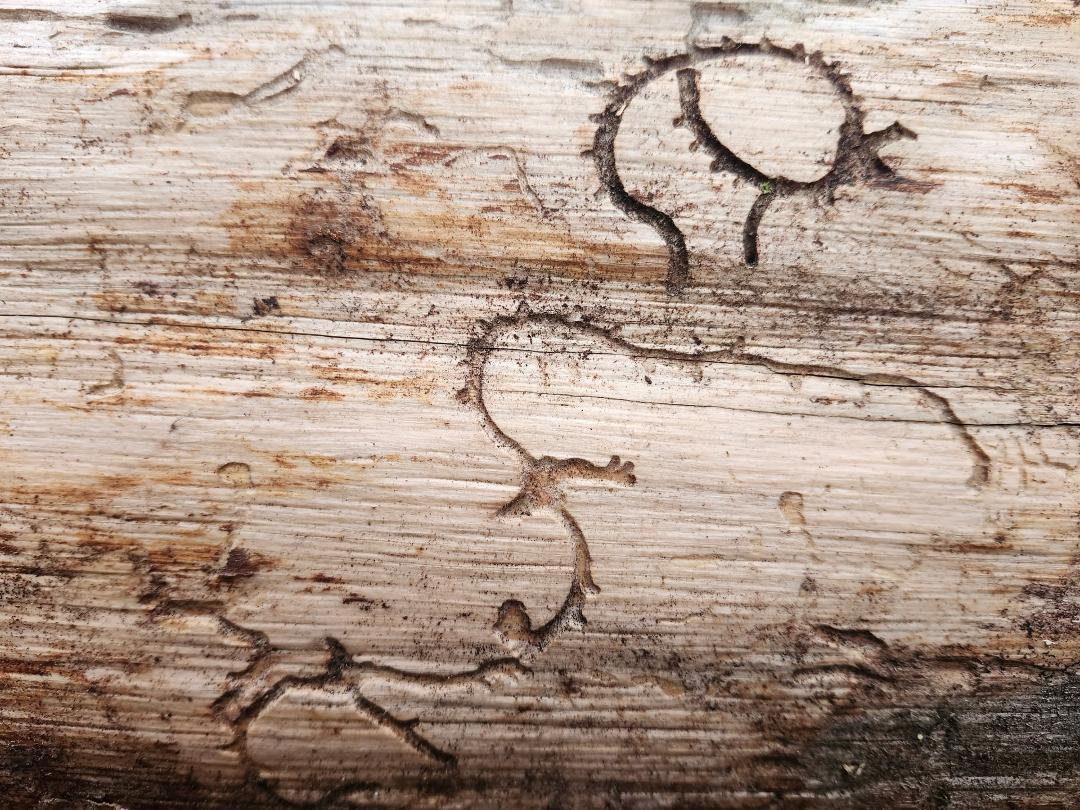Ancient Egyptian hieroglyph of some animal long extinct?

Primeval cave drawing depicting an alien encounter?

Hmm... well, I ran across this in the woods while cutting firewood. Being on a fallen, dead cottonwood tree, thi
