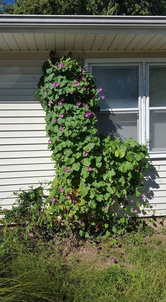 Less than two weeks until Halloween and my morning glory are still in healthy bloom. Strange thing is these are only from seeds planted during the summer of 2015. No seeds were planted this year.