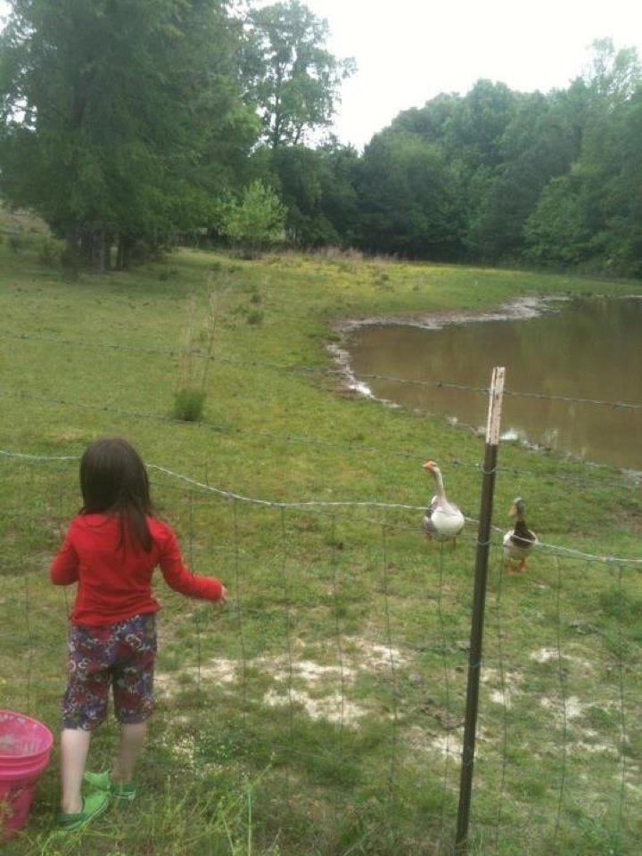 Gigi at the farm