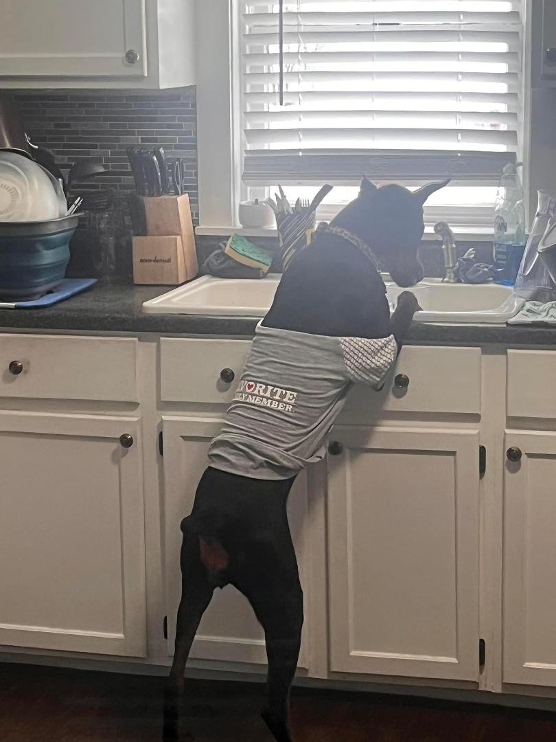 Robert Dudley Smith…we need to do more training with our Dobies. No one told me they could learn to do the dishes. 😯