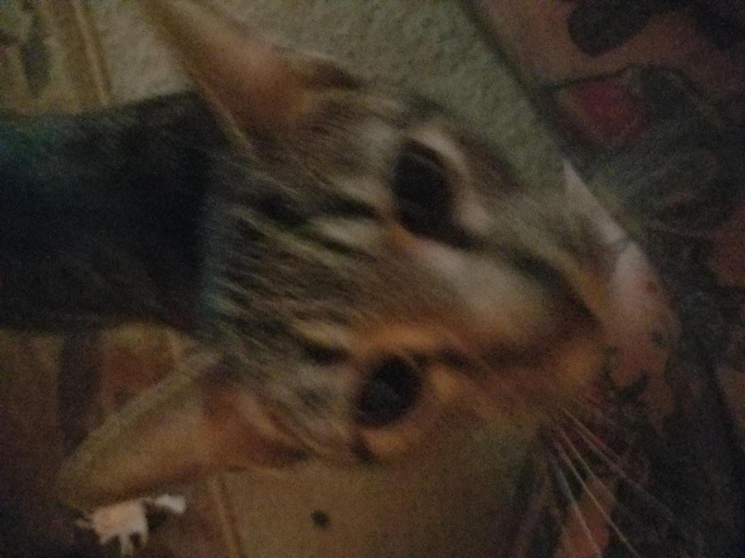 She was fixed yesterday 5 more cats to go please fix your pets no money no excuse no money shouldnt have pets