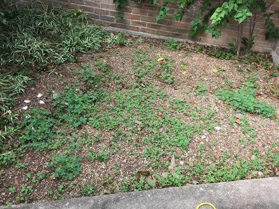 Gonna have a good crop of bluebonnets in the spring !