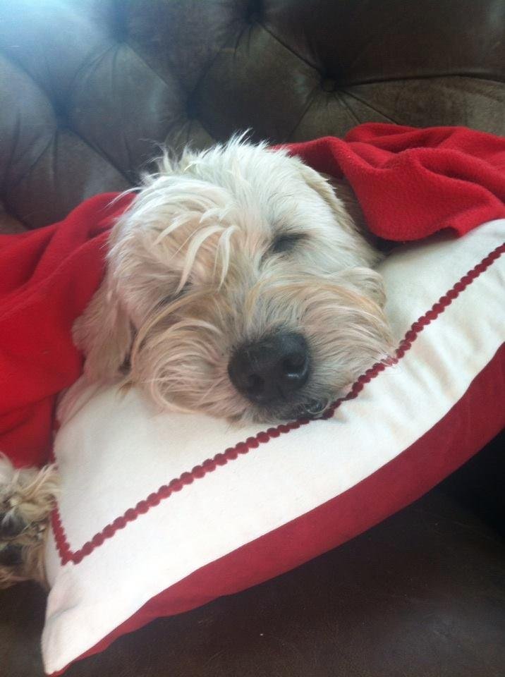 Max our almost 15 year old best friend!