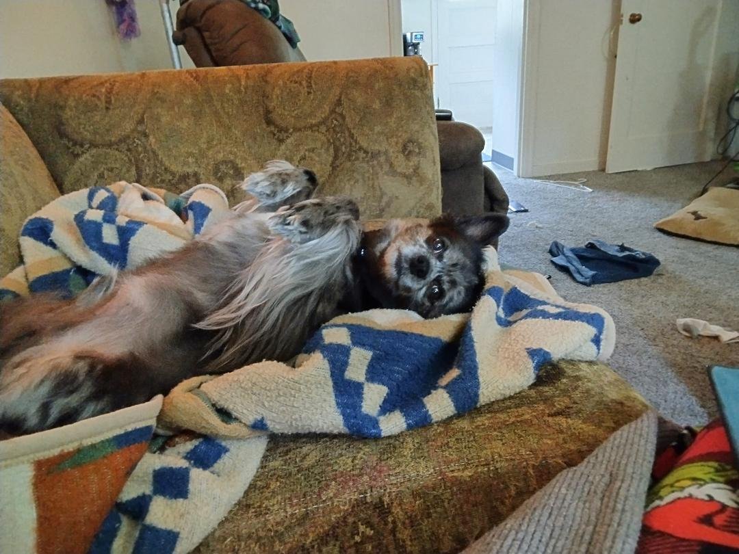 Perfect rainy day pose .my Hercules had his best