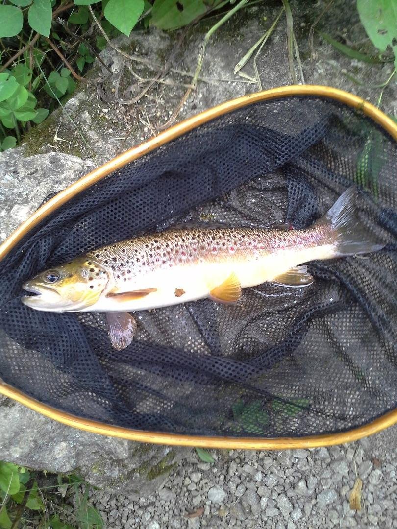 Nice day fishin Joy Springs and Richman, this guy was released