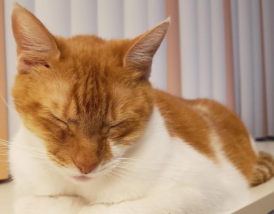 You've heard of Schrodinger's cat? Here's Mesmer's. He only appears at one place at a time and he is excessively sleepy.