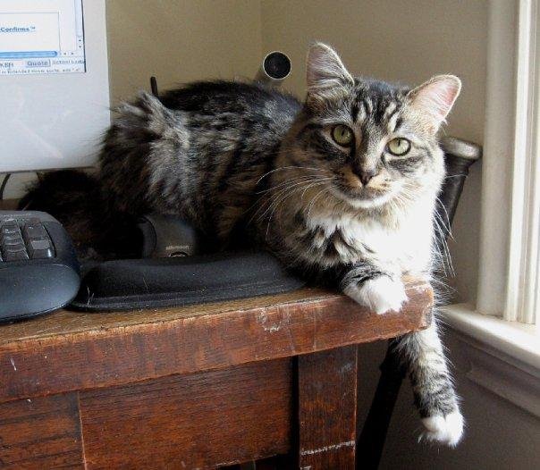 Kitten pic.